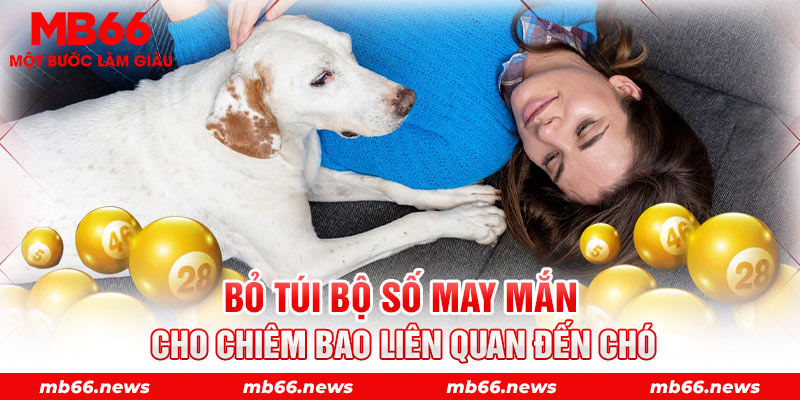 Bỏ túi bộ số may mắn cho chiêm bao liên quan đến chó