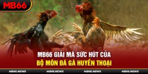 MB66 Giải Mã Sức Hút Của Bộ Môn Đá Gà Huyền Thoại