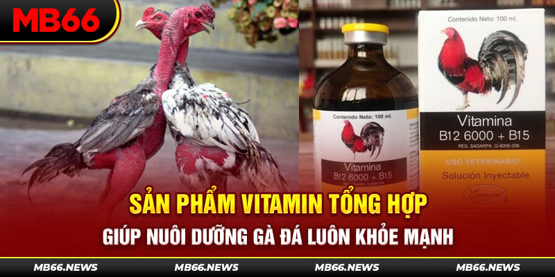 Sản phẩm vitamin tổng hợp giúp nuôi dưỡng gà đá luôn khỏe mạnh 