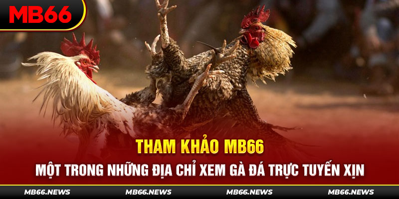 Tham khảo MB66 - một trong những địa chỉ xem gà đá trực tuyến xịn 